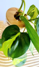 Load image into Gallery viewer, Close up of Philodendron Brasil leaves in signature Leaf Jar with bamboo lid