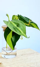 Load image into Gallery viewer, Philodendron Brasil in signature Leaf Jar with bamboo lid