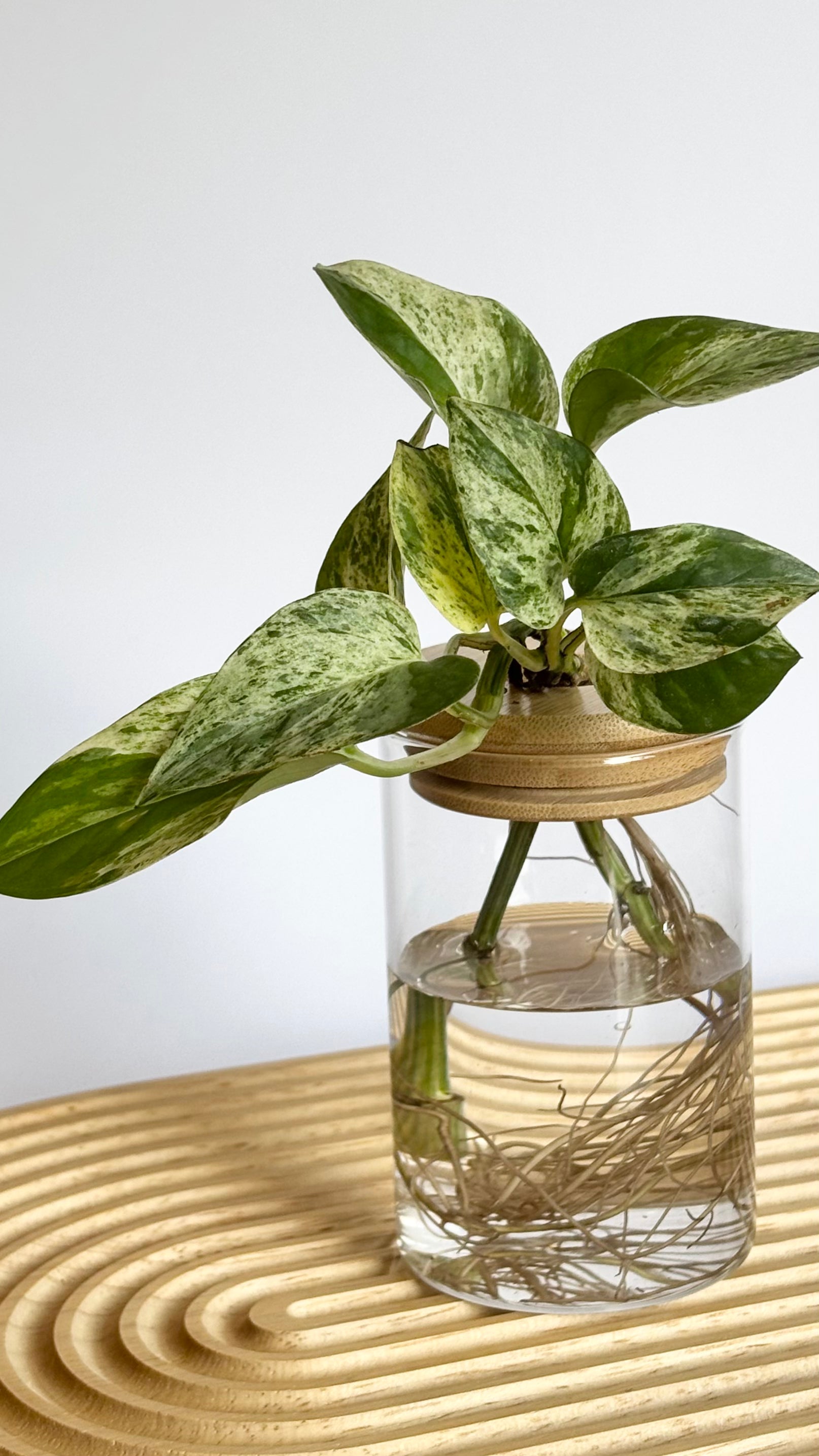 marble queen pothos in water Marble Queen Pothos Bundle – Leaf Jars
