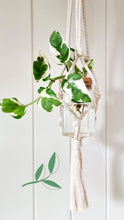 Load image into Gallery viewer, White Macrame hanger with Snow Queen Pothos