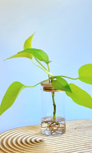 Load image into Gallery viewer, Neon Pothos in Signature Leaf Jar with Bamboo Lid