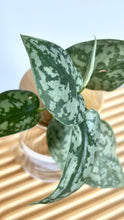 Load image into Gallery viewer, Satin Pothos Leaves up close