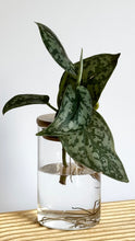 Load image into Gallery viewer, Satin Pothos Hydro plant, in glass jar with timber top, sitting on timber board.
