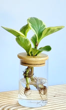 Load image into Gallery viewer, Peperomia Obtusifolia in signature Leaf Jar with bamboo lid