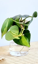 Load image into Gallery viewer, Philodendron Brasil in signature Leaf Jar with bamboo lid