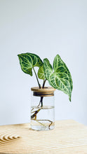 Load image into Gallery viewer, Syngonium Batik Leaf Jar sitting on timber board