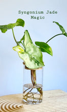 Load image into Gallery viewer, Syngonium Jade Magic and Leaf Earrings bundle on timber board