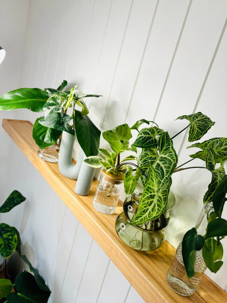 Elevate your hydro style: From Clear Jars to Chic Statements