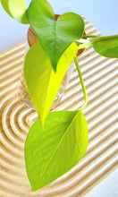 Load image into Gallery viewer, Close Up view Neon Pothos Leaves
