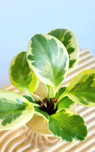 Load image into Gallery viewer, Close up of Peperomia Obtusifolia leaves
