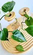 Load image into Gallery viewer, Close Up Philodendron Cordatum in signature Leaf Jars with bamboo lids
