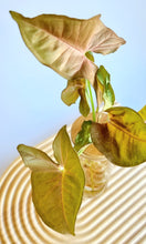 Load image into Gallery viewer, Close up of Neon Syngonium leaves
