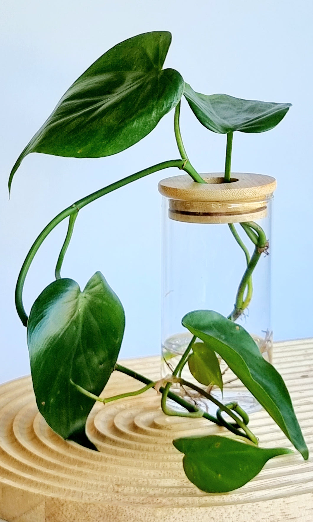 Philodendron Cordatum in signature Leaf Jars with bamboo lid