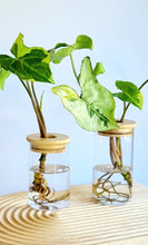 Load image into Gallery viewer, 2 Jade Magic or Three Kings Syngonium in signature Leaf Jar with bamboo lid
