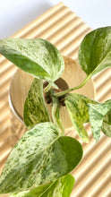 Load image into Gallery viewer, Small Marble Queen Pothos
