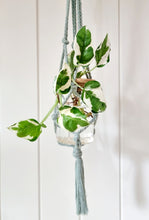 Load image into Gallery viewer, Small Peperomia Obtusifolia (Variegata)
