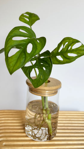 Monstera Adonsonii Hydro Plant, in glass jar with bamboo lid, sitting on timber board.