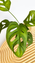 Load image into Gallery viewer, Monstera Adonsonii leaves up close.
