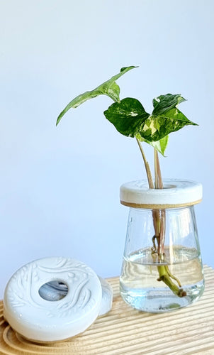 Propagation Disk on top of a recycled Jam Jar with Syngonium Fantasy cutting