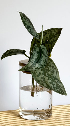Satin Pothos Hydro plant, in glass jar with timber top, sitting on timber board.