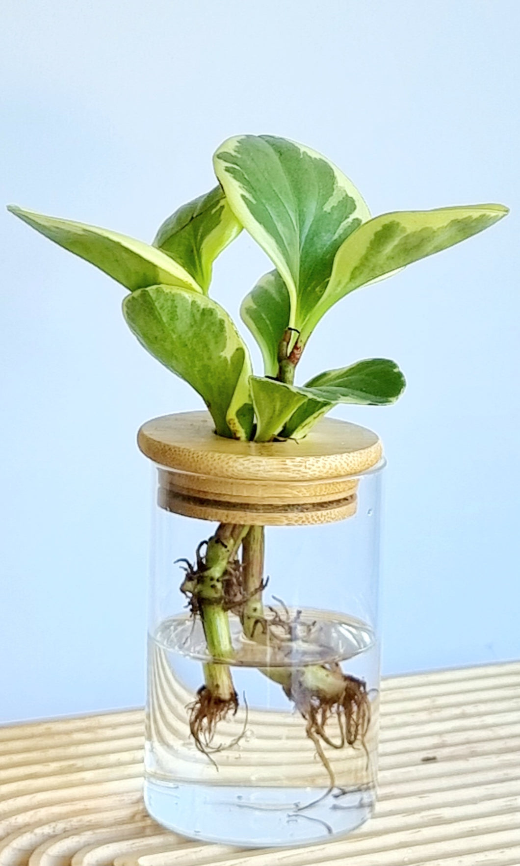 Small Peperomia Obtusifolia (Variegata)