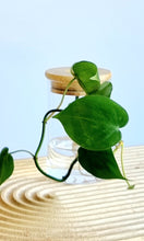 Load image into Gallery viewer, Philodendron Cordatum in signature Leaf Jars with bamboo lids
