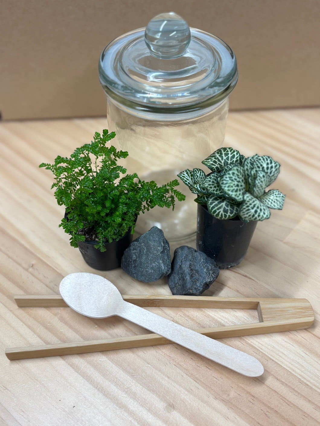 Terrarium jar, mini plants, rocks and terrarium tools sitting on timber bench.