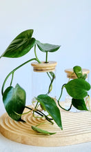Load image into Gallery viewer, 2 Philodendron Cordatum Plants in signature Leaf Jars with bamboo lids 
