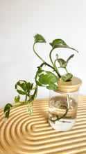 Load image into Gallery viewer, Snow Queen Pothos Hydro Plant, in glass jar with bamboo lid, sitting on timber board. 
