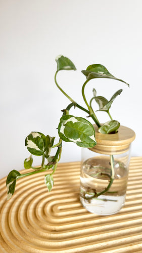 Snow Queen Pothos Hydro Plant, in glass jar with bamboo lid, sitting on timber board. 