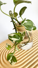 Load image into Gallery viewer, Snow Queen Pothos leaves up close. 
