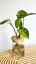 Load image into Gallery viewer, Syngonium Panda Hydro Plant, in glass jar with bamboo lid, sitting on timber board.
