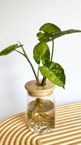 Syngonium Panda Hydro Plant, in glass jar with bamboo lid, sitting on timber board.