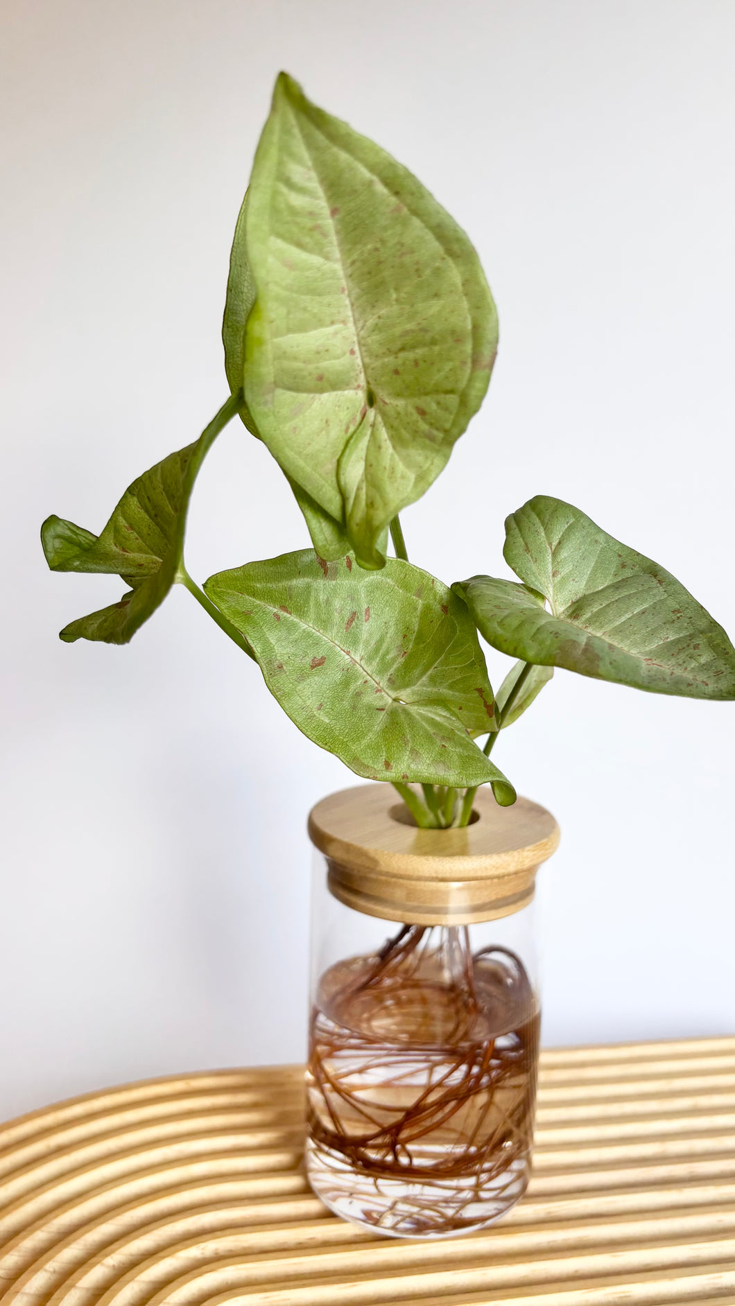 Syngonium Pink Spot Hydro Plant, in glass jar with bamboo top, sitting on timber board.