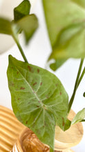 Load image into Gallery viewer, Syngonium Pink Spot leaves up close. 
