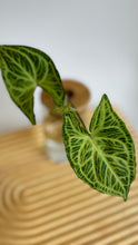 Load image into Gallery viewer, Close up of Syngonium Batik Leaves
