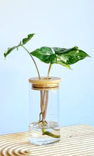 Load image into Gallery viewer, Syngonium Fantasy in signature Leaf Jar with Bamboo Lid

