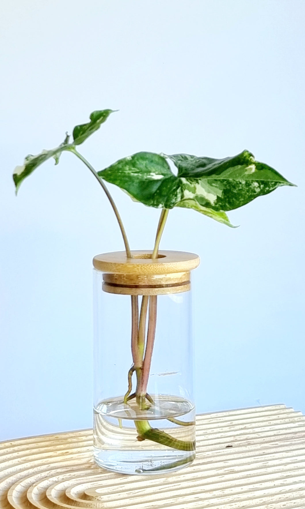 Syngonium Fantasy in signature Leaf Jar with Bamboo Lid