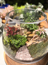 Load image into Gallery viewer, Large terrarium 
