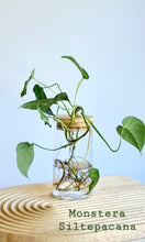 Load image into Gallery viewer, Monstera Siltepecana  in Leaf Jar on timber board
