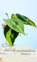 Load image into Gallery viewer, Philodendron Brasil  in Leaf Jar on timber board
