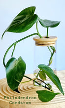 Load image into Gallery viewer, Philodendron Cordatum in Leaf Jar on timber board

