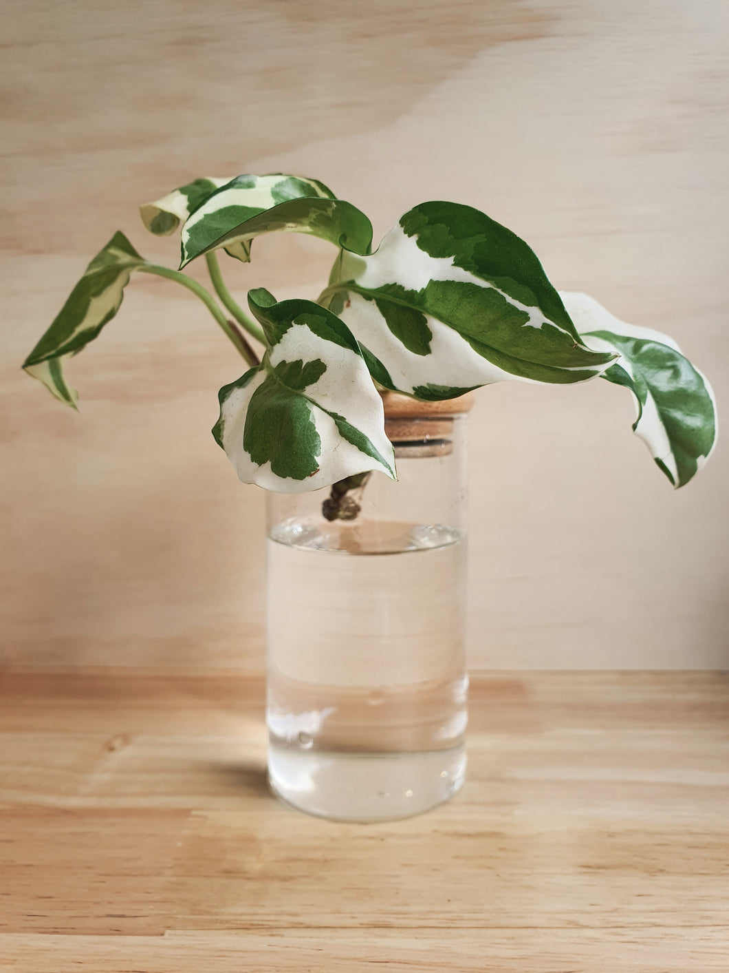 Snow Queen Pothos