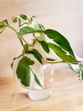 Load image into Gallery viewer, Snow Queen Pothos
