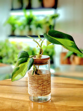 Load image into Gallery viewer, Signature Leaf Jar with Rattan Leaf Jar Wrap
